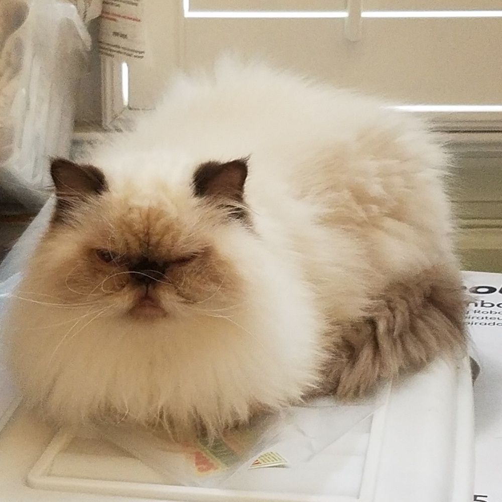 Meet your Posher, Crystal